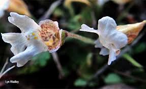 Image result for Diclis