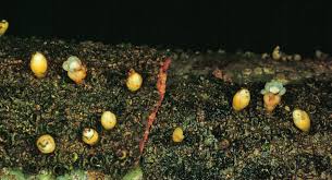 Image result for Apodanthaceae