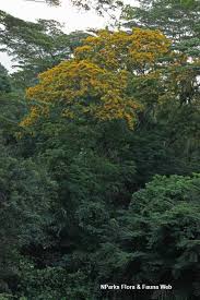 Image result for Pterocarpus megalocarpus