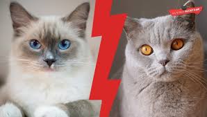 Breed standards are just guidelines of how your cat should typically act, but not a definitive rulebook. British Shorthair Vs Ragdoll Best First Cat My British Shorthair