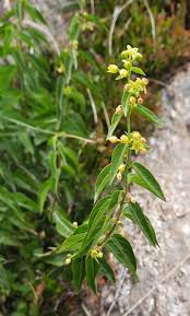 Image result for Vincetoxicum cernuum