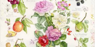 Image result for Rosaceae