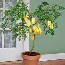 Check out our star fruit tree selection for the very best in unique or custom, handmade pieces from our fruits & vegetables shops. Star Fruit Can Be Cultivated Indoors For Fun Cape Gazette