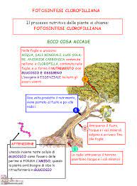 Schede didattiche sulla fotosintesi clorofilliana per bambini. Pin Di Ricci Silvia Su Scuola Fotosintesi Scienza Scienza Scuola Media