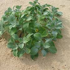 Image result for Arctotheca populifolia