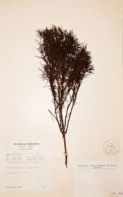 Image result for Anthospermum vallicola