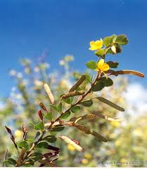 Image result for Chamaecrista absus