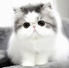 Gambar kartun lucu wallpaper gambar kartun lucu profil wa. 190 Ide Kucing Di 2021 Kucing Binatang Hewan