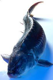 Whole Fillet Sturgeon Meat Harvested Sturgeon Fish From Our Farms Assure The Freshness And Sublime Taste Of The Aut Sturgeon Fish Freshwater Fish Marine Life