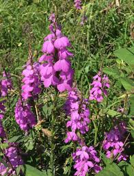 Image result for Striga hallaei