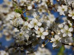 Image result for Prunus