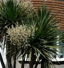 We did not find results for: Palm Cabbage Cabbage Palm Tree Wild Flower Finder