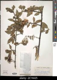 Image result for Turraea floribunda
