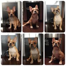 Jan 12, 2021 · dogs have 28 deciduous teeth and end up with 42 permanent teeth. Frenchie Puppy Growing Up He S Lost All His Puppy Teeth Hunde