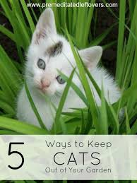5 Ways To Keep Cats Out Of Your Garden Cats Cat Repellant Garden