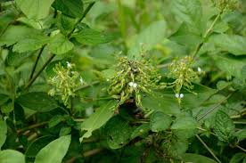 Image result for Aneilema