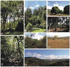 Image result for Pouteria adolfi-friedericii