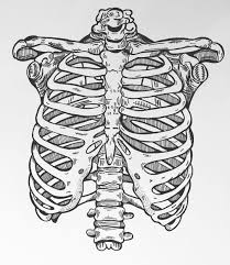 Human rib cage, 3/4 front view skeleton anatomy, human rib cage, skull and bones. Pendrawing Ribcage 1 Skeleton Anatomy Art Skeleton Drawings Skeleton Art