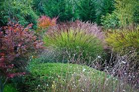 Au Lac Exotique Acer Palmatum Espece Type En Arriere Plan Au Milieu Miscanthus Sinensis Grac Beaux Jardins Jardinage Urbain Miscanthus Sinensis Gracillimus