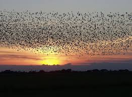 نتیجه جستجوی لغت [flock] در گوگل