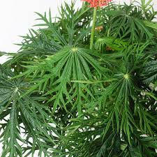 Image result for Jatropha erythropoda