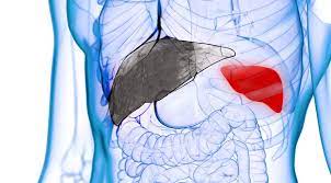 Tissue Alchemy Transforms Spleen To Liver