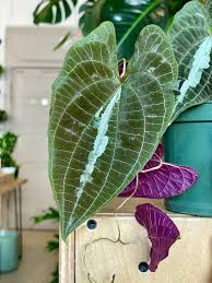 Image result for Dioscorea dregeana