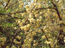 Image result for Acacia hebeclada