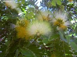 Image result for Albizia lebbeck