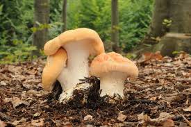 Image result for Hydnum repandum