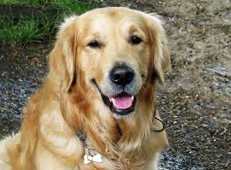 Click here to be notified when new golden retriever puppies are listed. Golden Retriever Caracteristicas Descubre Por Que Esta Raza De Perros Alegres Y Bonachones Es Una De La Dogs Golden Retriever Retriever Puppy Golden Retriever