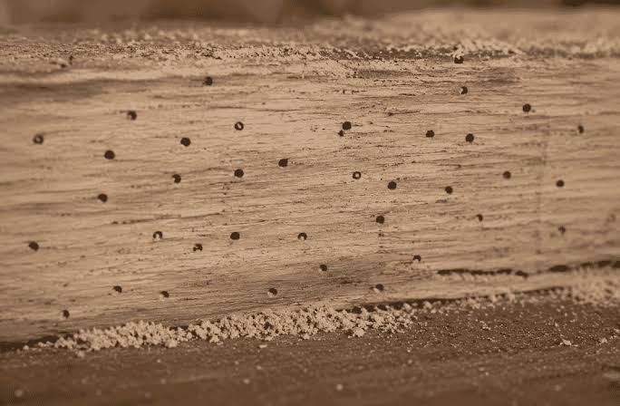 What Does Woodworm Look Like?
