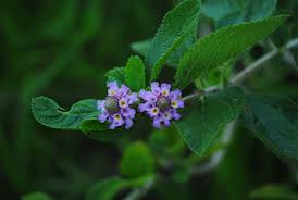 Image result for Lippia