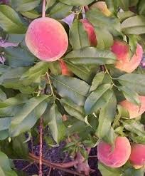 Growing Peaches