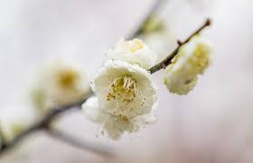 梅花盛开俏枝头_抚州新闻网