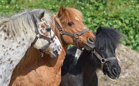Tourmente autour des balades à poney dans Paris - Cheval Magazine