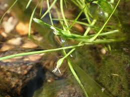 Image result for Isolepis fluitans