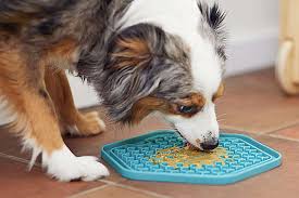 Dog using a licking mat.