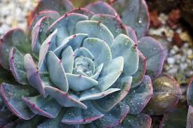 Kardeşlenerek çoğalan tür, bulunluğu saksı ya da ekili olduğu bölgeyi doldurur ve kaplar. Echeveria Imbricata Blue Rose The Tilth