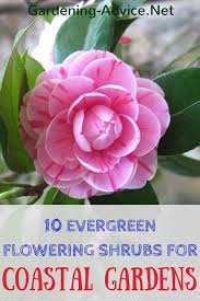 But shrubs are more versatile than trees and can be planted in more areas. 10 Evergreen Flowering Shrubs To Brighten Up Your Coastal Garden