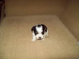 Though members of the toy group, they are terriers by nature and are brave the adorable yorkshire terrier is named after the english city where he originated. Parti Yorkie Puppies Pets And Animals For Sale North Carolina