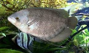 Nama latin dari ikan ini adalah araipama gigas. Ini Jenis Ikan Gurame Yang Paling Laris Dan Diminati Pasar Alam Ikan