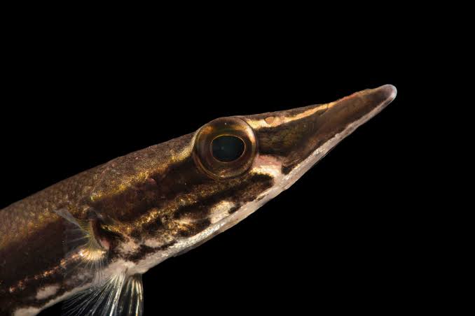 Giant Pikehead (Luciocephalus pulcher) - Joel Sartore