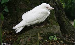 Cumbria Guide | Wild About West Cumbria - Jackdaws | Cumbria Guide