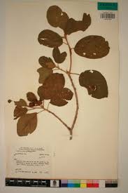 Image result for Cordia monoica