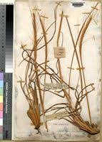 Image result for Urelytrum agropyroides