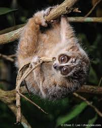 Image result for Pycreus nitidus