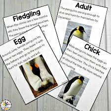They spend their entire lives in the southernmost continent on earth, antarctica. Penguin Activities For A Winter Animal Unit Of Mini Lesson