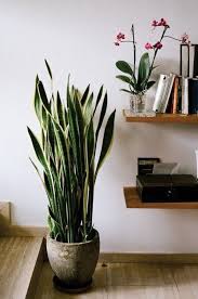 Long Long Green Plants Plant Decor Indoor Plants