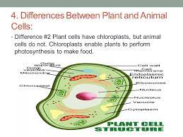 Plant Cells Verses Animal Cells Compare The Major Components Of Plant And Animal Cells Ppt Download